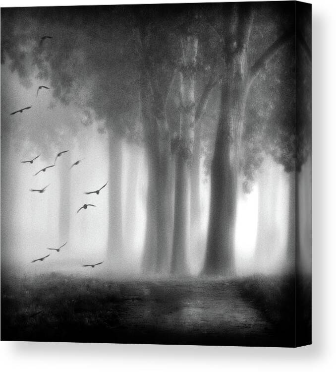 Mood Canvas Print featuring the photograph Morning Trees by Jacqueline Van Bijnen