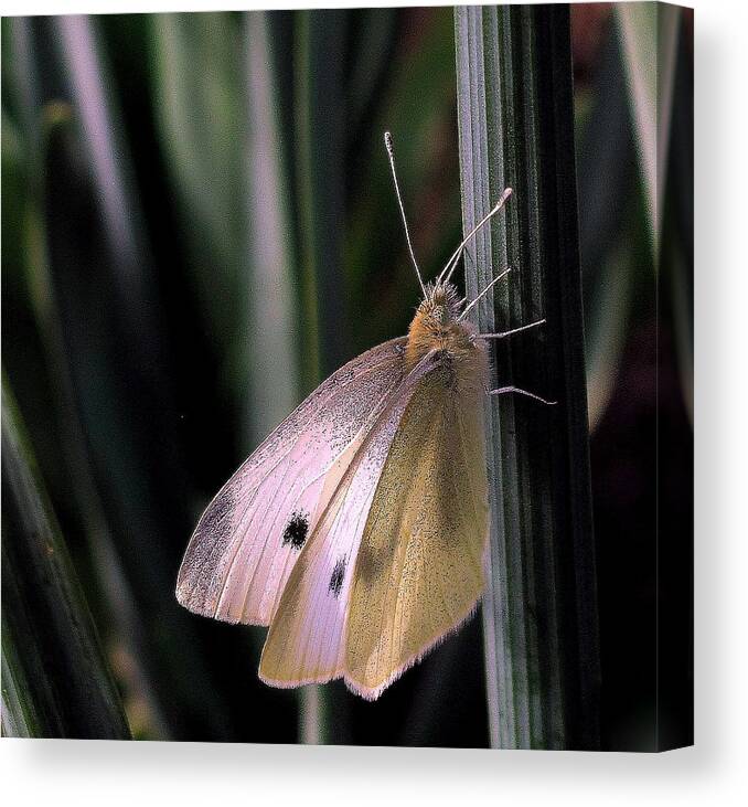 Moth Canvas Print featuring the photograph Moth in Light by Suzy Piatt