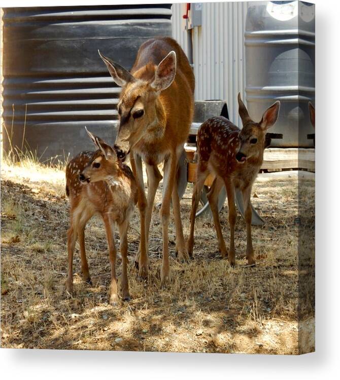 Deer Canvas Print featuring the photograph Mother and two Fawn by William McCoy