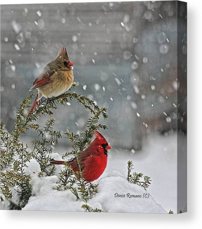 Birds Canvas Print featuring the photograph Mr. and Mrs. Cardinal by Denise Romano
