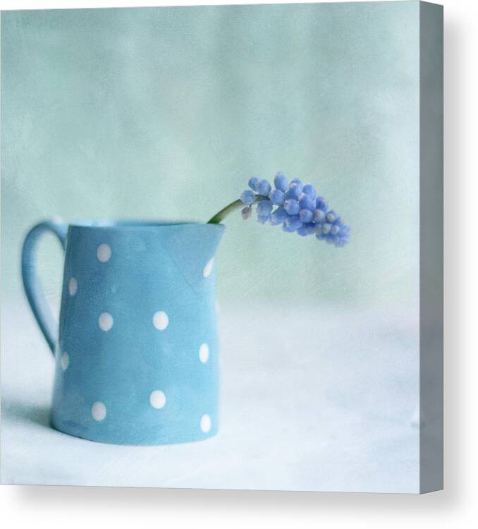 Single Flower Canvas Print featuring the photograph Muscari Flower In Jug by Jill Ferry