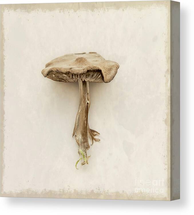 Square Canvas Print featuring the photograph Mushroom by Lucid Mood