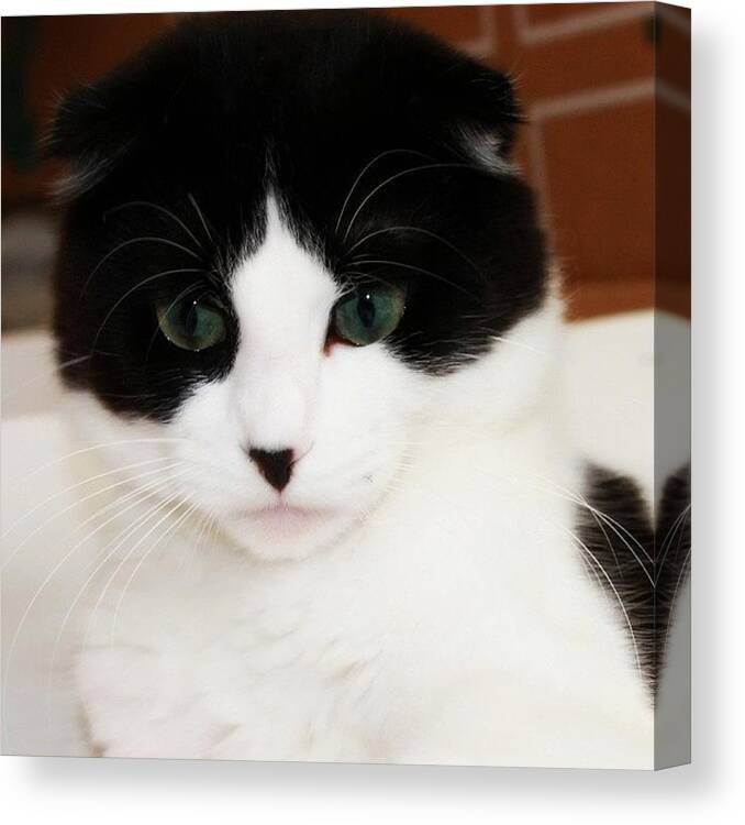 Petstagram Canvas Print featuring the photograph My #adorable #cat #animalphotos by Smilesinseconds Bryant