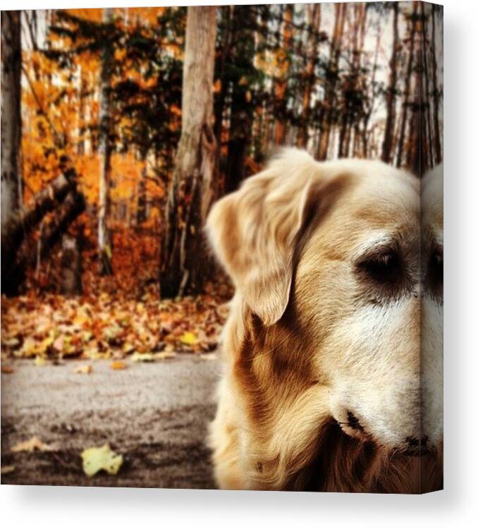 Golden Canvas Print featuring the photograph My Favourite Girl #puppy #pet #dog by Krista Duke