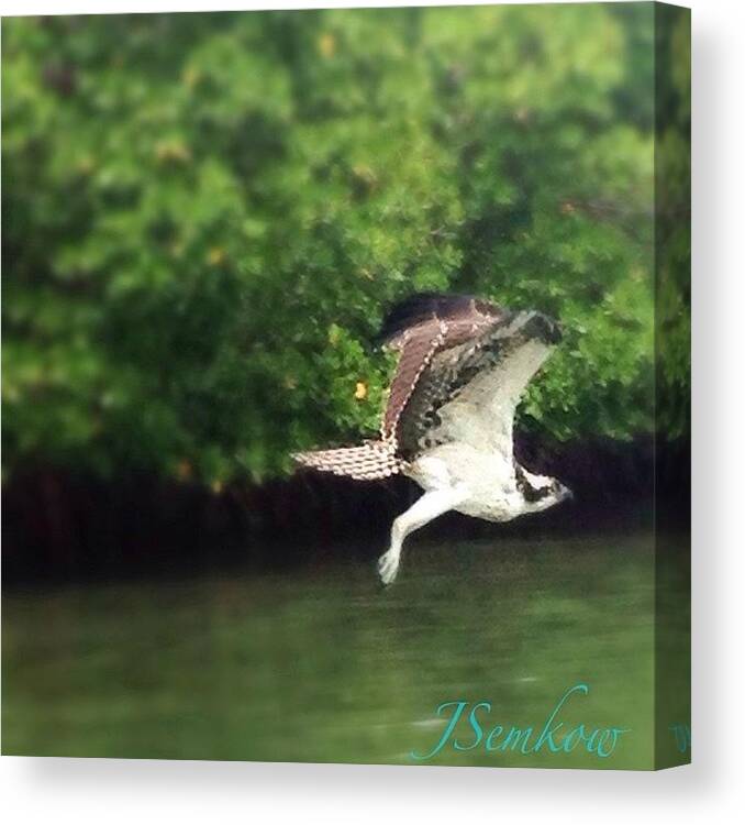 Life Canvas Print featuring the photograph My Friend Today!!! #osprey #hawk #marco by Joe Semkow