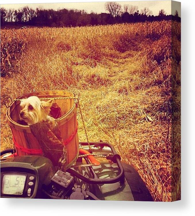  Canvas Print featuring the photograph My Little Redneck Toto by Cassie Haedt