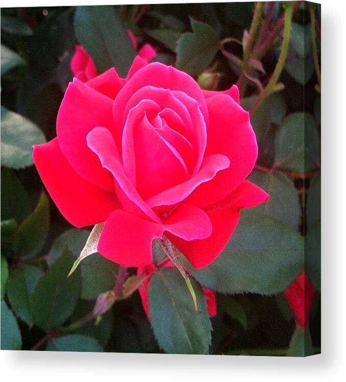 Knockout Canvas Print featuring the photograph My Moms Roses 🌹 Always So Beautiful by Melissa Mifflin