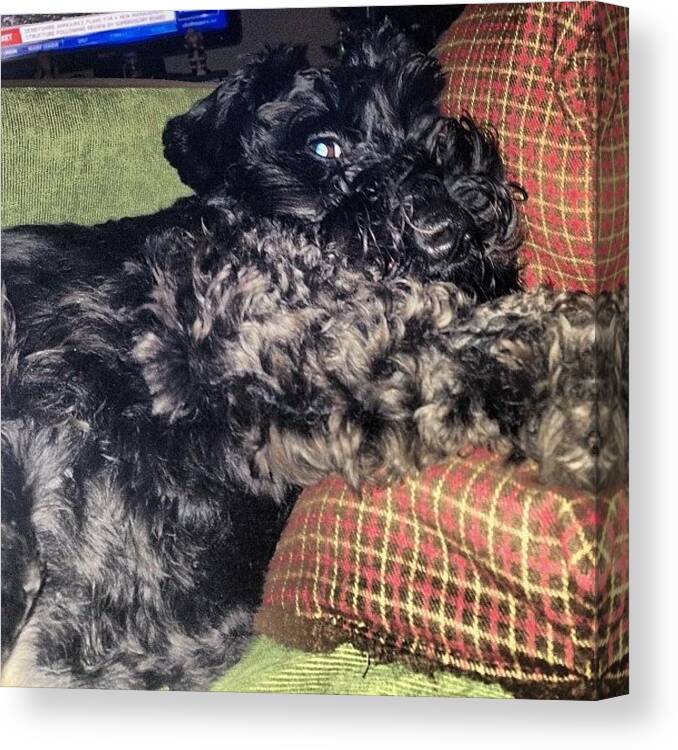 Schnauzer Canvas Print featuring the photograph My Pooch All Snuggled Up! His Off For A by Laurena Pascoe