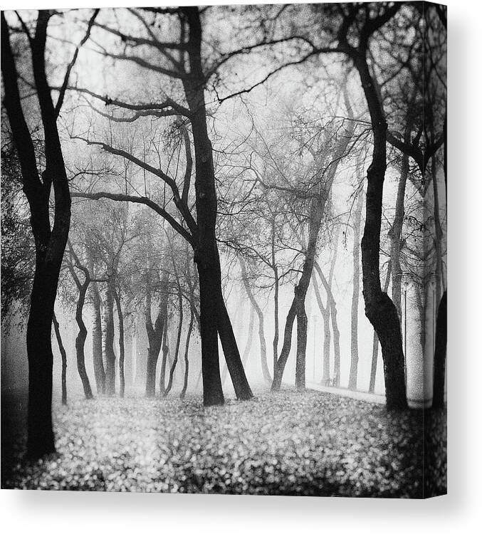 Forest Canvas Print featuring the photograph Mystique by Marchevca Bogdan