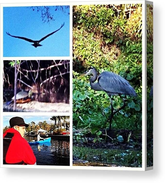Blueheron Canvas Print featuring the photograph Nature Day. First, Saw The Baby Bear In by Stephanie Koch