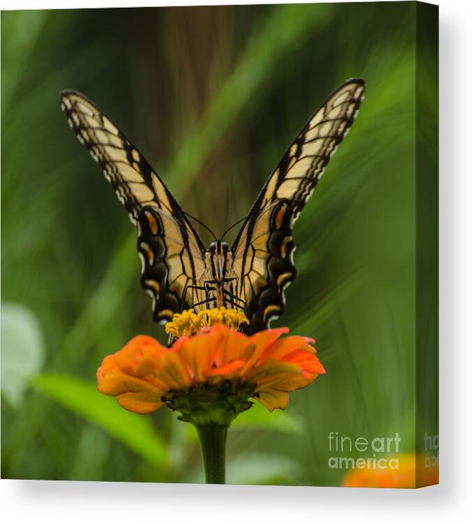 Insect Canvas Print featuring the photograph Nature Stain Glass by Donna Brown
