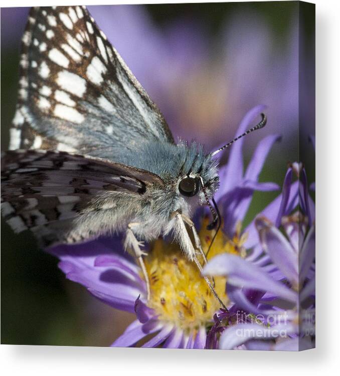Butterfly Canvas Print featuring the photograph Nature's Best Butterfly by Chris Scroggins