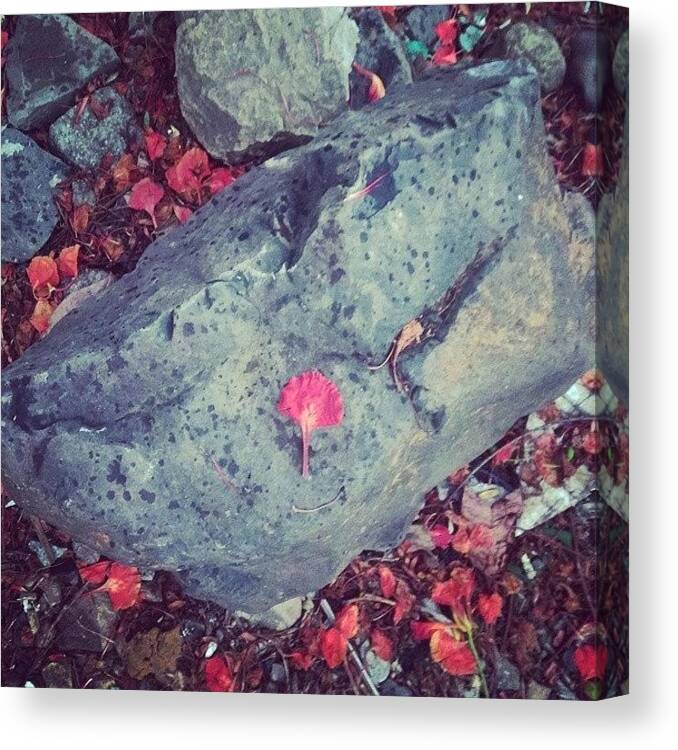 Stones Canvas Print featuring the photograph Nature's Installation Art by Bats AboutCats