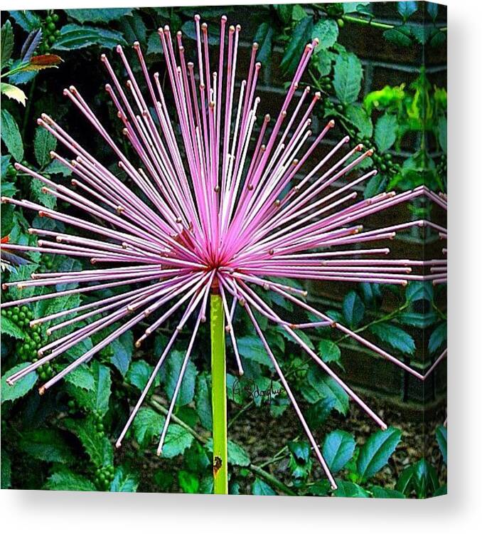 Flower Canvas Print featuring the photograph Natures Pink Firework by Gina ODonoghue