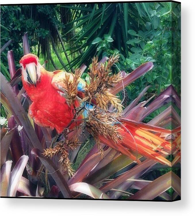 Antigua Canvas Print featuring the photograph Naughty Parrot #parrot #webstagram by Alex Portman