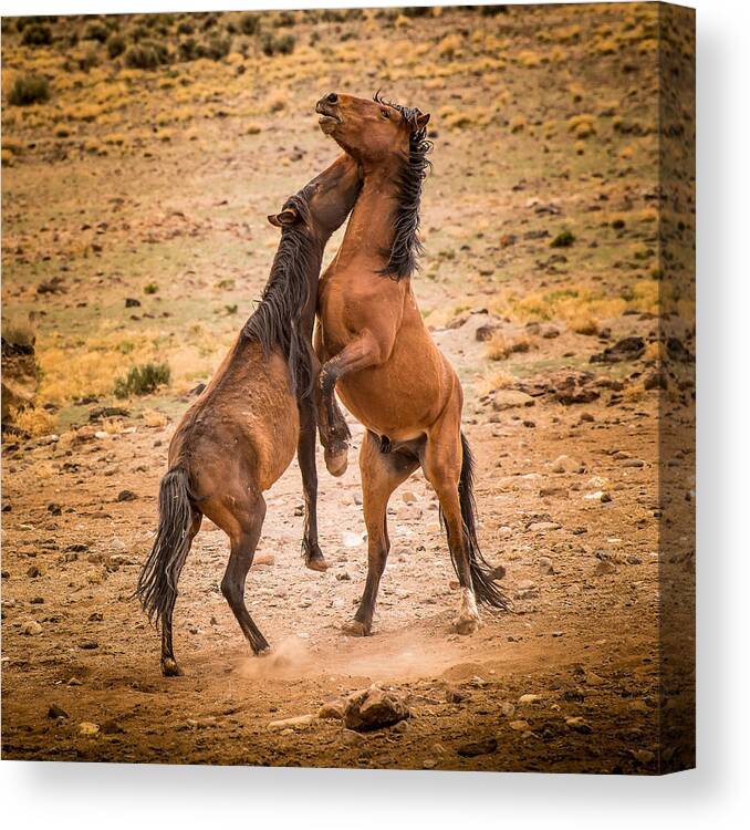 Wild Horses Canvas Print featuring the photograph Nevada Wild Horses 3890 by Janis Knight