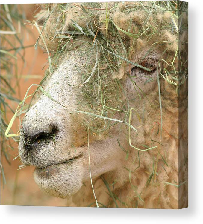 Sheep Canvas Print featuring the photograph New Hair Style by Art Block Collections