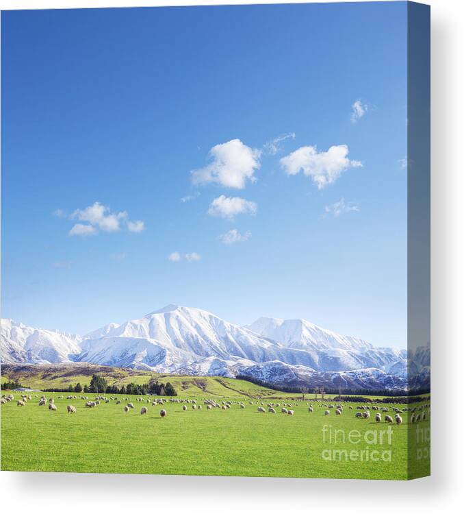 Beauty Canvas Print featuring the photograph New Zealand Farmland Square by Colin and Linda McKie