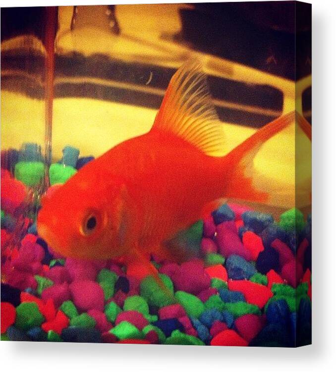 Loveher Canvas Print featuring the photograph #newaddition #family #fish #reba by Noel Peceu