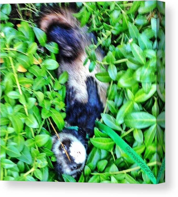 Ferrets Canvas Print featuring the photograph Nicky Ferret On A Garden Walk by Anna Porter
