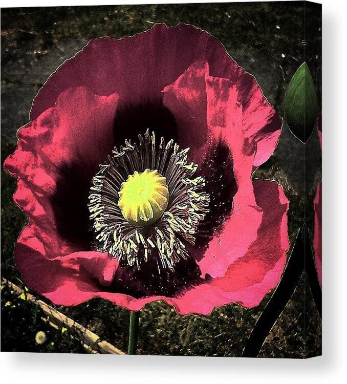 Stunningflowers Canvas Print featuring the photograph Night Poppy 
#poppy #filters #gardens by Bex Byrne 