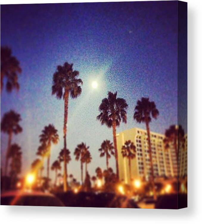 Palmtrees Canvas Print featuring the photograph #nightime #palmtrees #disney by Jenna Broderick