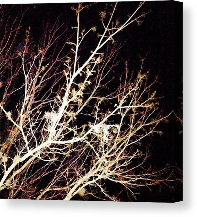Andrew288 Canvas Print featuring the photograph Nighttime Tree! Tag Your Pics by Andrew Fesmire