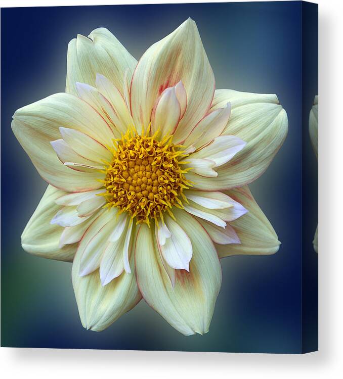 Flower Canvas Print featuring the photograph Dahlia - E Z Duzzit by Patti Deters
