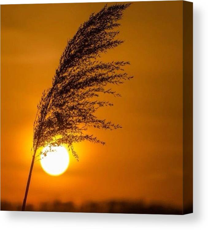  Canvas Print featuring the photograph No Palm Tree For A Jersey Sunset by Alhaji Samura