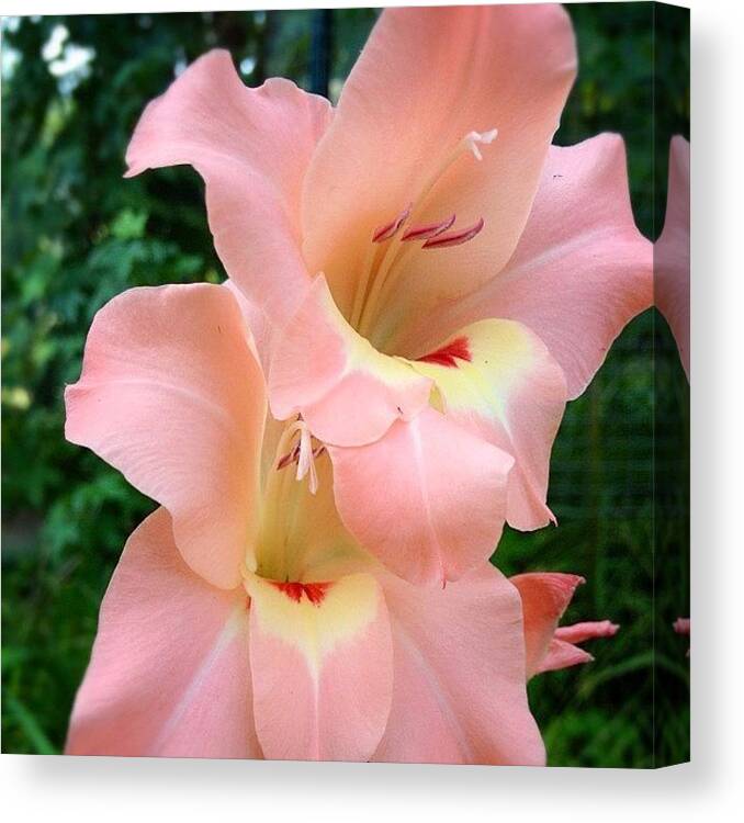 Pink Canvas Print featuring the photograph #nofilter #flower #lily #pink #summer by Casey Moretz 