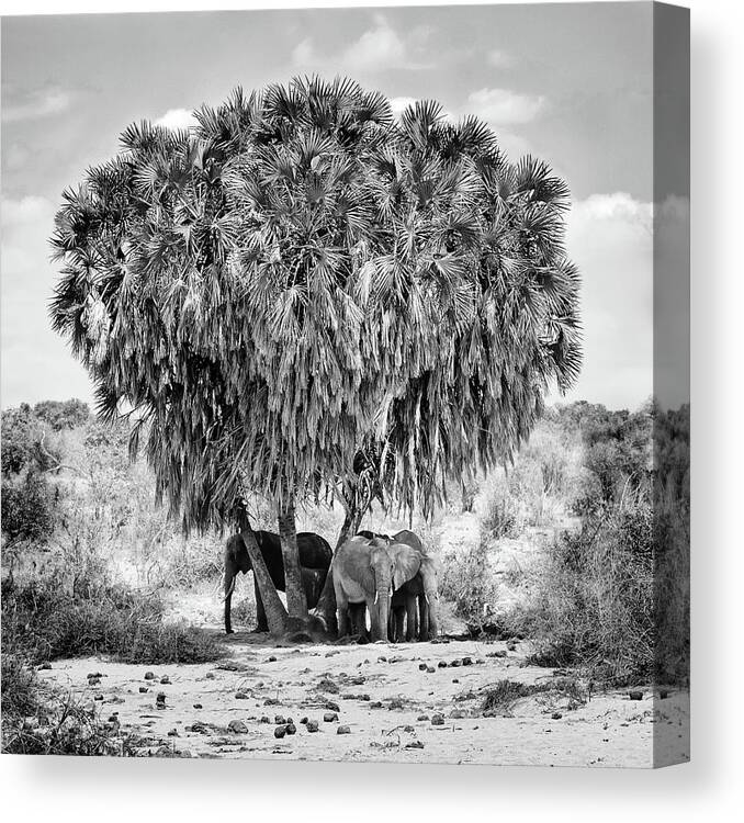 Kenya Canvas Print featuring the photograph Noon Meeting by Marcel Rebro