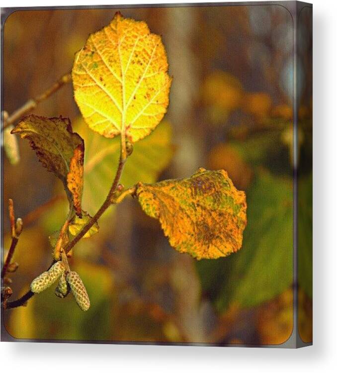 Beautiful Canvas Print featuring the photograph Not Many leaves Will Be Left by Linandara Linandara
