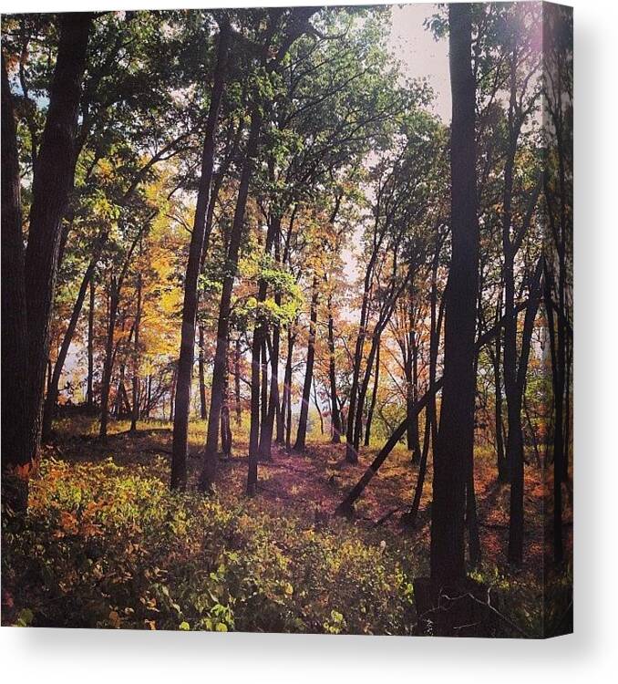 Allamakee Canvas Print featuring the photograph Afternoon Stroll by Zach Steele