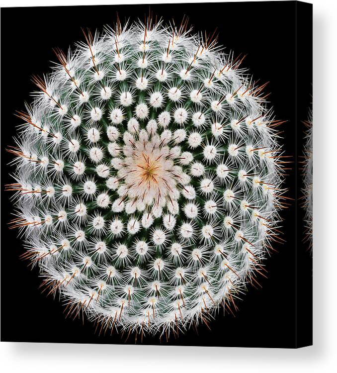 Notocactus Canvas Print featuring the photograph Notocactus Scopa by Victor Mozqueda