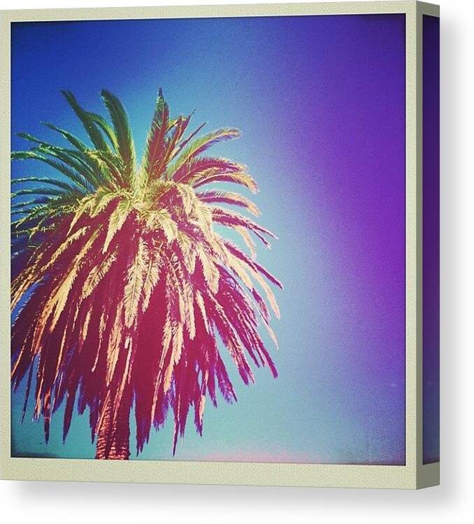 Palmtree Canvas Print featuring the photograph November 3rd ~ P Is For...
palm Tree by Stacey Moles