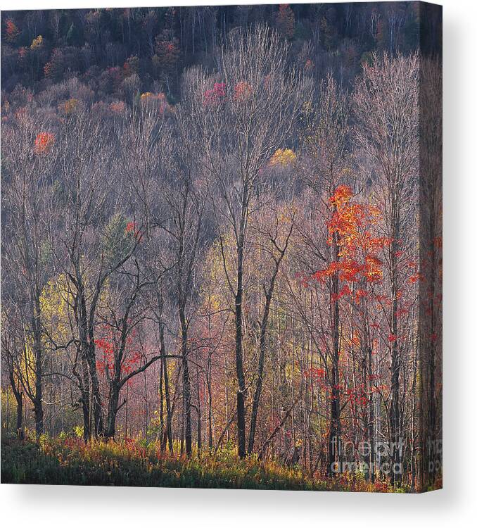Autumn Canvas Print featuring the photograph November Woods by Alan L Graham