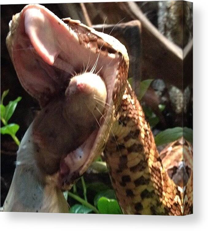 Reptile Canvas Print featuring the photograph Now That Is One Hungry Gaboon!!! 🐍 by Eunice De Moraes