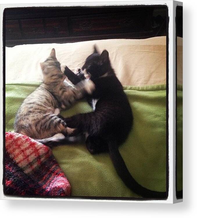  Canvas Print featuring the photograph Now The Kittens Are Fighting Over Who by Sarah Steele