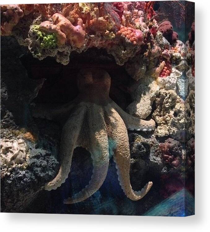  Canvas Print featuring the photograph Octopus by Daniel Eskridge