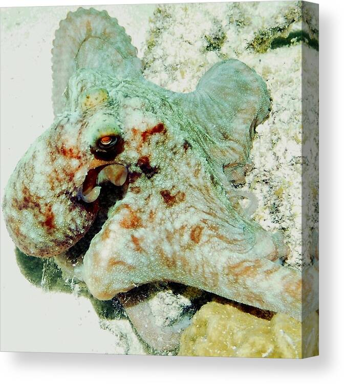 Nature Canvas Print featuring the photograph Octopus on the Reef by Amy McDaniel