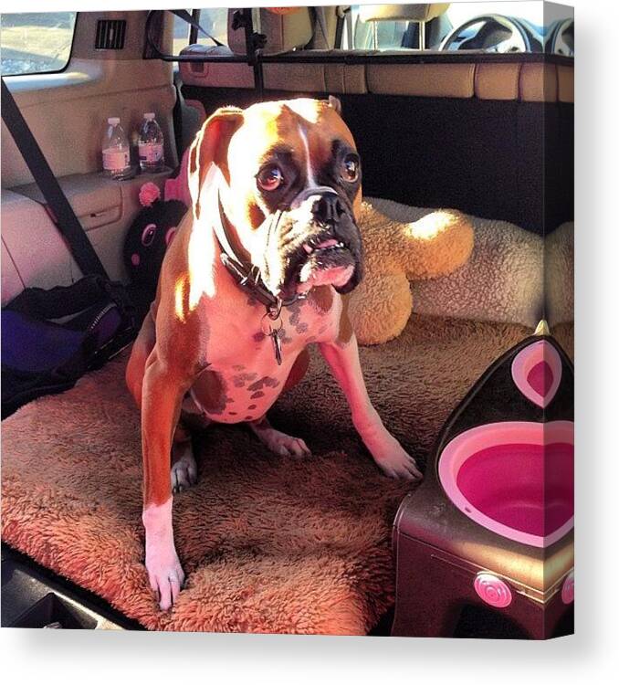 Petstagram Canvas Print featuring the photograph Off To Lowes For Lumber! We Have More by Susan Scott 