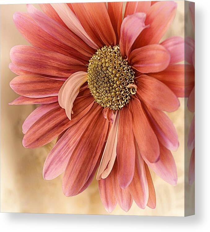 Floral Canvas Print featuring the photograph Oh Happy Day by Darlene Kwiatkowski