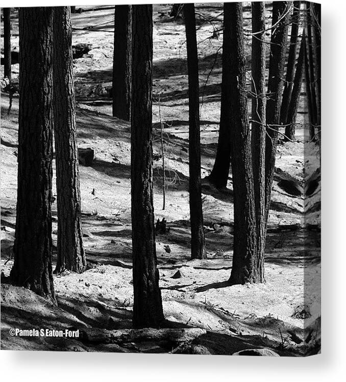 Peatonford Canvas Print featuring the photograph Okanogan National Forest by Pamela S Eaton-Ford