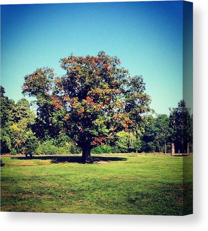  Canvas Print featuring the photograph Old Oak Tree ~ Childhood Playground by Sand I Am