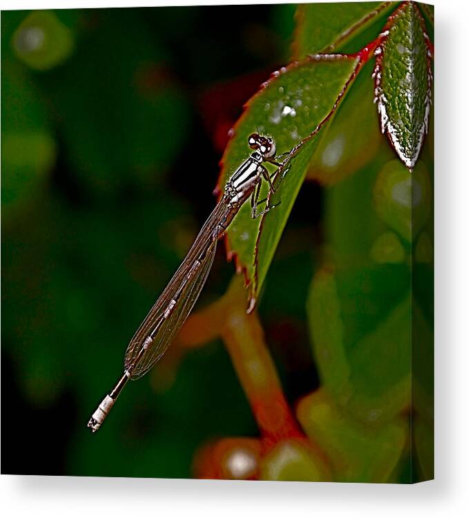Dragonfly Canvas Print featuring the photograph On the Edge by Rona Black