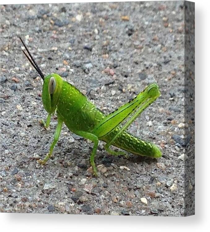 Cricket Canvas Print featuring the photograph One Legged #cricket #grasshopper by Amanda Hunt
