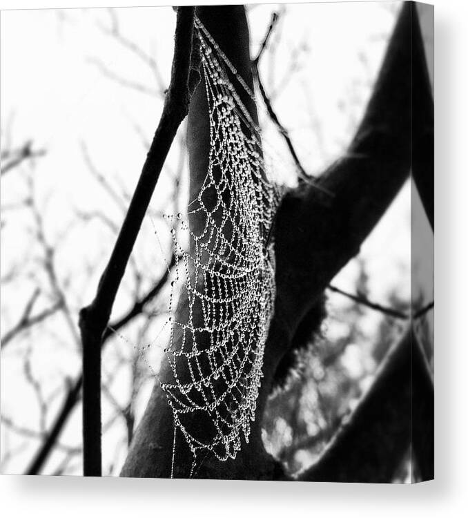 Gratitude Canvas Print featuring the photograph One Of Many Small Dew Coated Spider by Steven Shewach