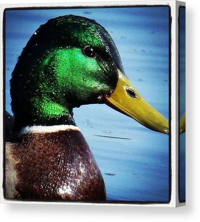Mallard Canvas Print featuring the photograph Got my eye on you. by Kerry Palmer