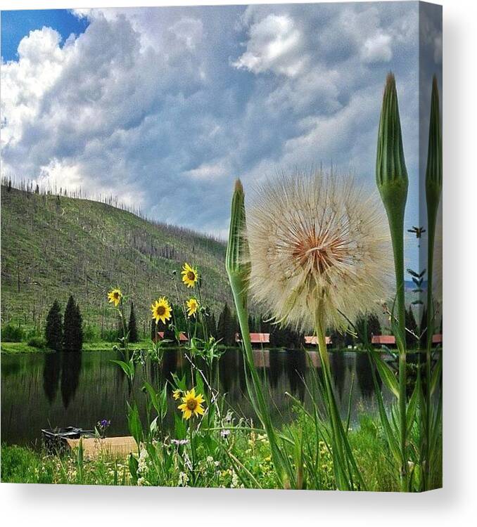  Canvas Print featuring the photograph One Of The Biggest Dandelion's I've by Tyler Rice