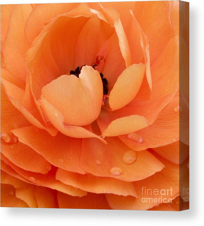 Persian Buttercup Canvas Print featuring the photograph Orange Delight by Patty Colabuono